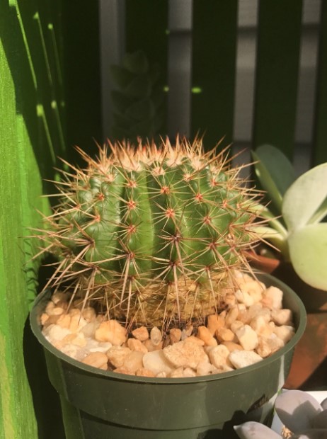 Cactus corking