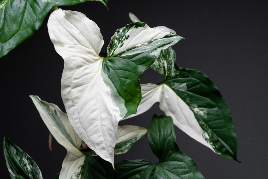 Care tips for Albo Syngonium