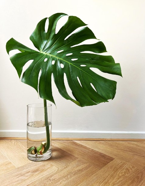 Clean Large Monstera Leaves