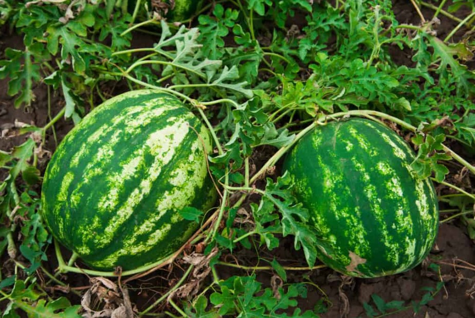 Do watermelons grow on trees