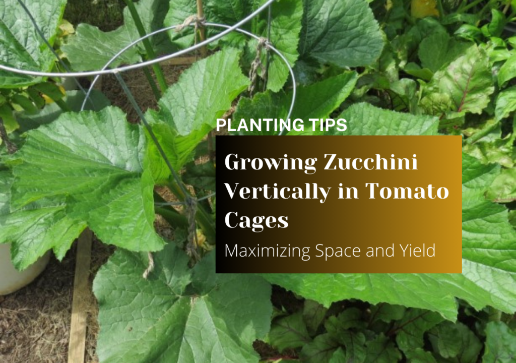 Growing Zucchini Vertically in Tomato Cages Maximizing Space and Yield