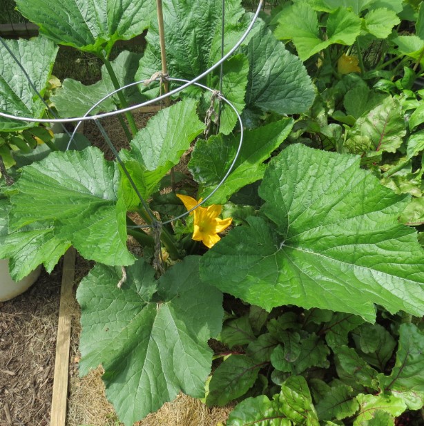 Growing Zucchini Vertically in Tomato Cages