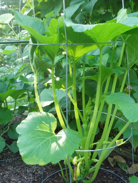 Growing Zucchini Vertically