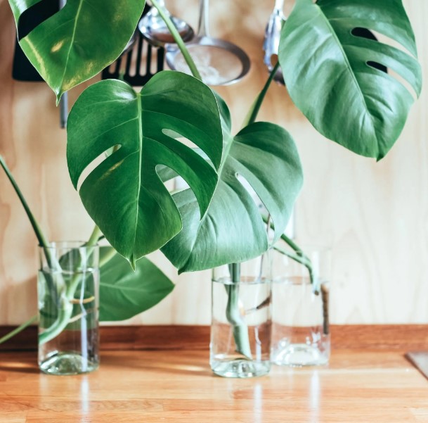 How To Clean Medium Monstera Leaves