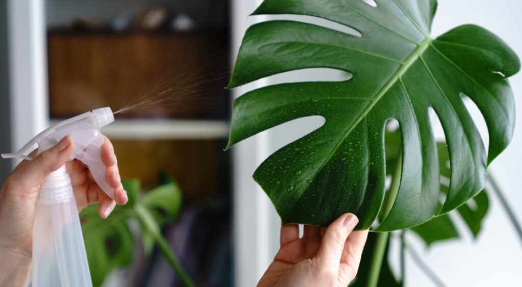 How To Clean Monstera Leaves