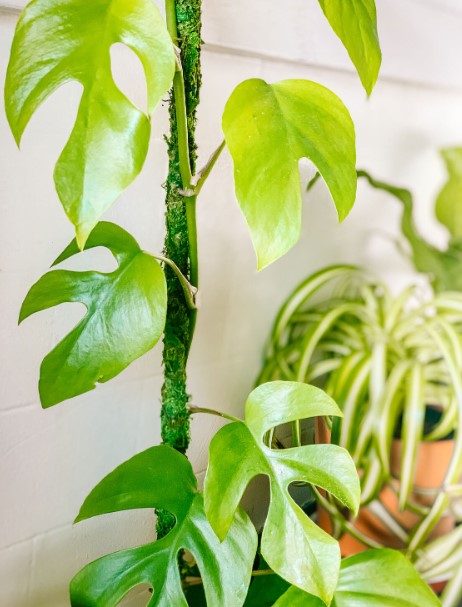 How To Clean Small Monstera Leaves