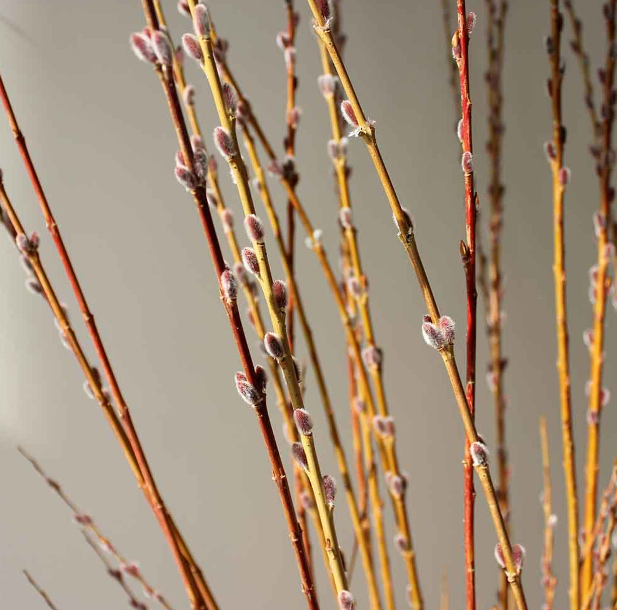 How To Preserve Willow Branches Guide