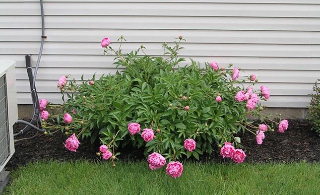 How long does a peony take to grow