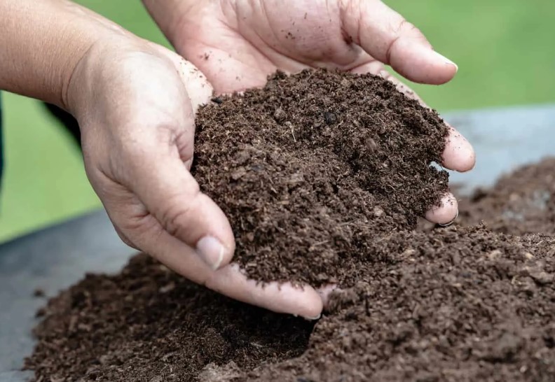 How to Balance the Peat Moss Ratio on Grass Seeds