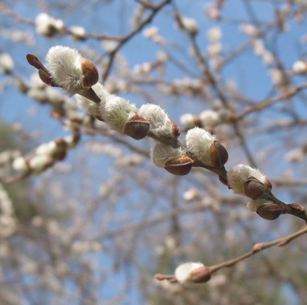 How to Preserve Willow Branches