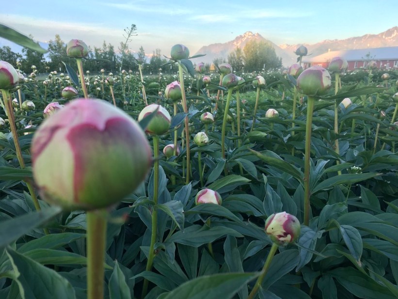 How to accelerate the growth of peonies