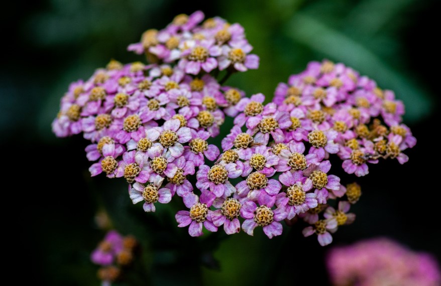 Ideal Companion Plants for Yarrow