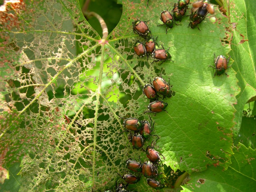 Japanese Beetles