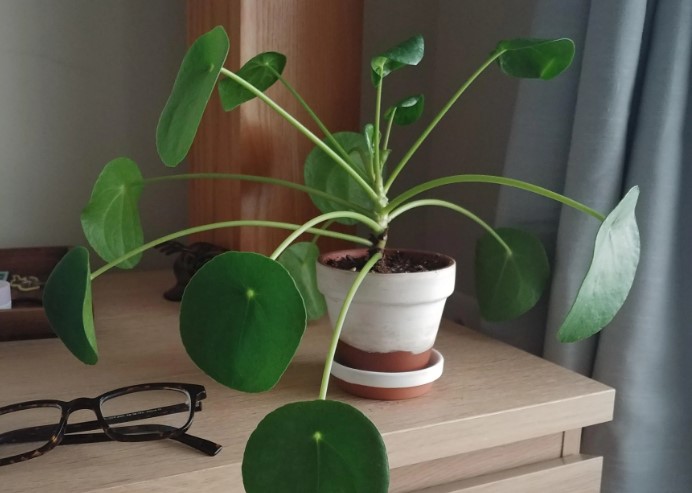 Leggy Pilea Fix