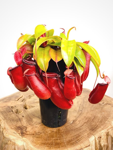 Nepenthes Bloody Mary A Comprehensive Guide and Care Tips