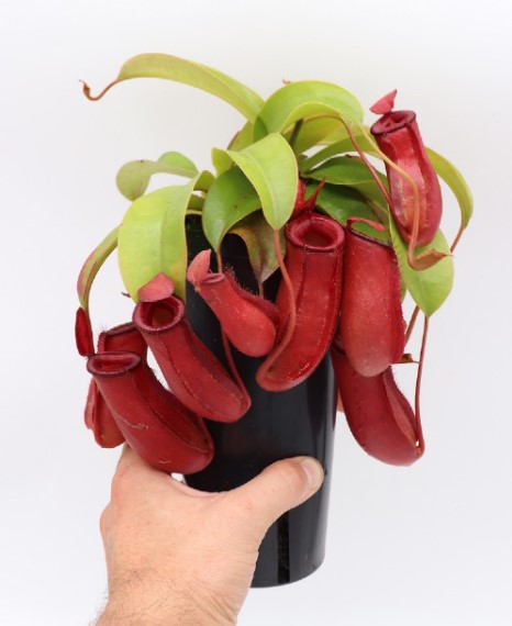 Nepenthes Bloody Mary Care Tips