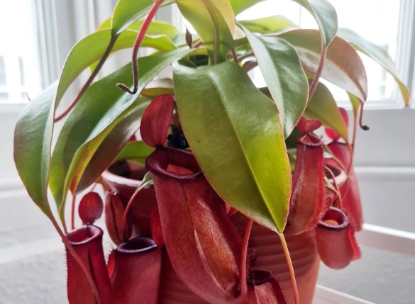 Nepenthes Bloody Mary