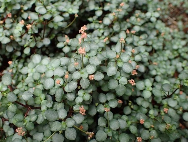 Pilea Glauca Mystifall Care and Styling