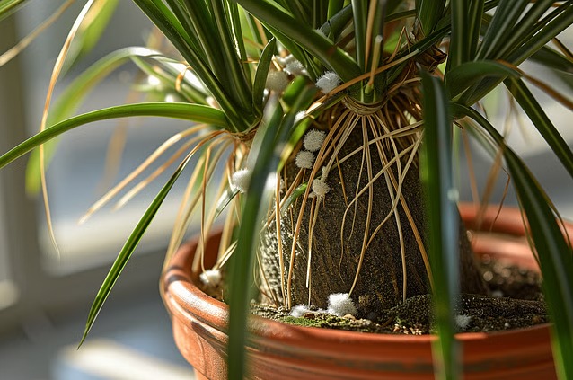 Ponytail Palm Brown Tips Causes, Prevention, and Solutions