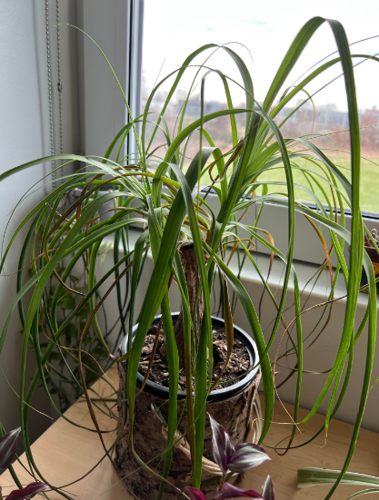 Ponytail Palm Brown Tips