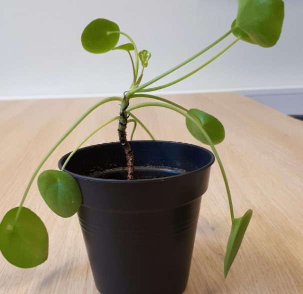 Revive and Transform Your Leggy Pilea