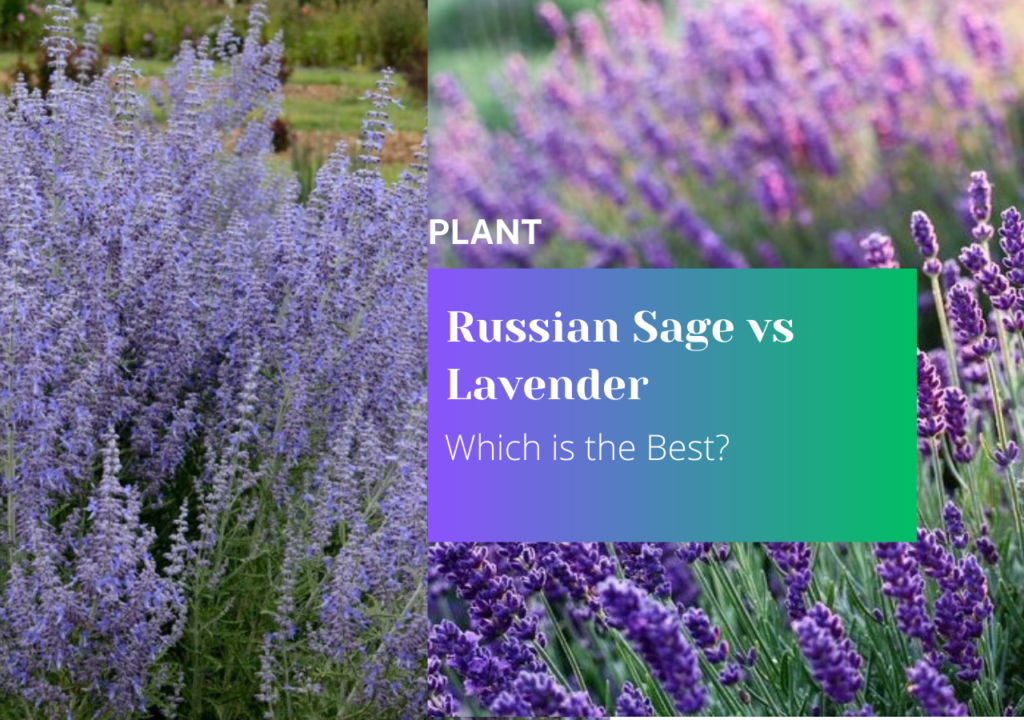 Russian Sage vs Lavender