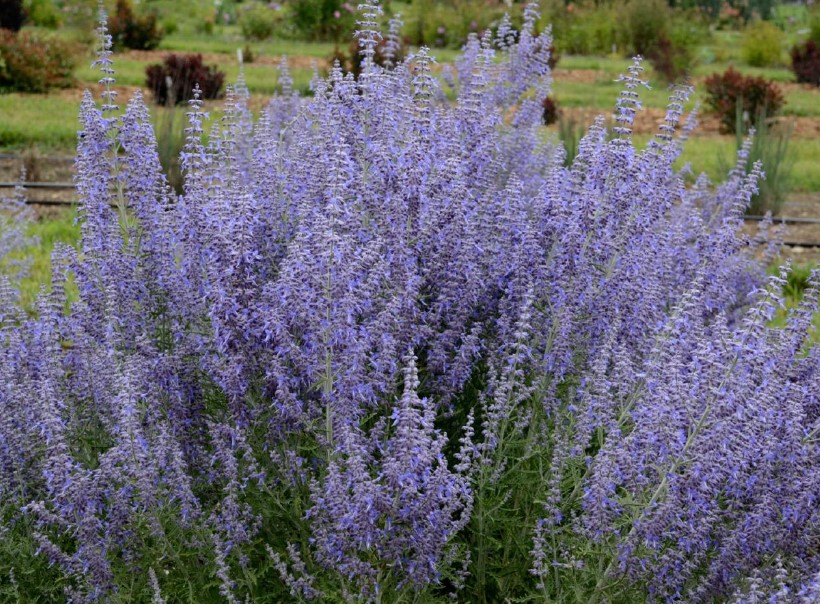 Russian Sage