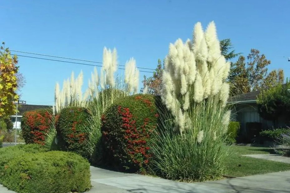 Tall Grasses For Privacy