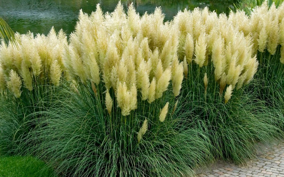 Tall Ornamental Grasses