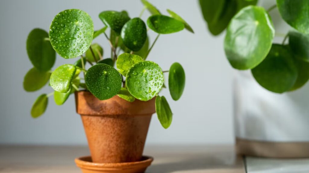 The Leggy Pilea Causes, Fixes, and Prevention Tips