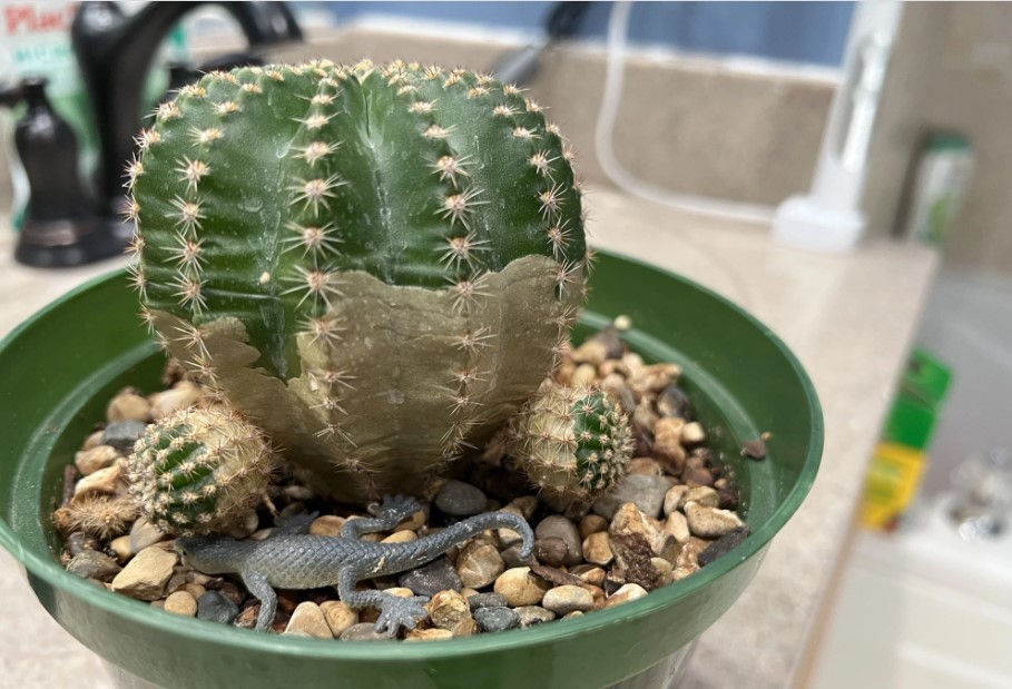 There is a right way to treat a corking cactus and a wrong way.