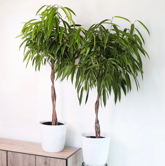 Unveiling the Fascinating World of Ficus Alii A Comprehensive Guide