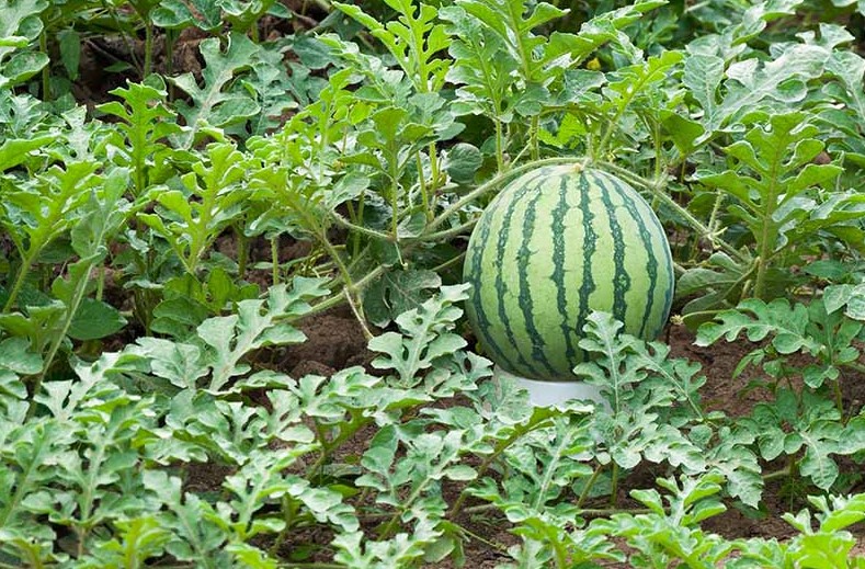 Watermelons plant