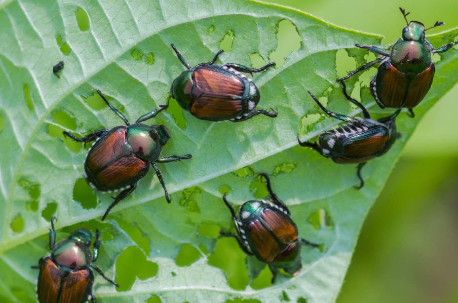 Where Do Japanese Beetles Go At Night And Tips get rid of