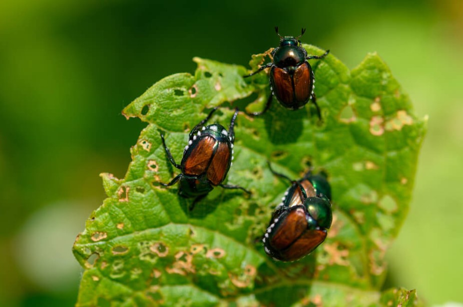 Where Do Japanese Beetles Go At Night