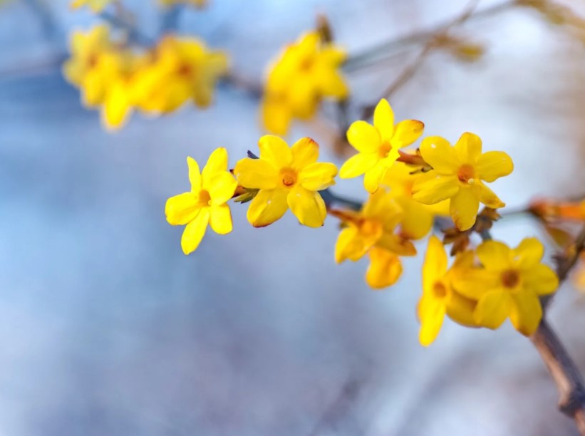 Winter Jasmine