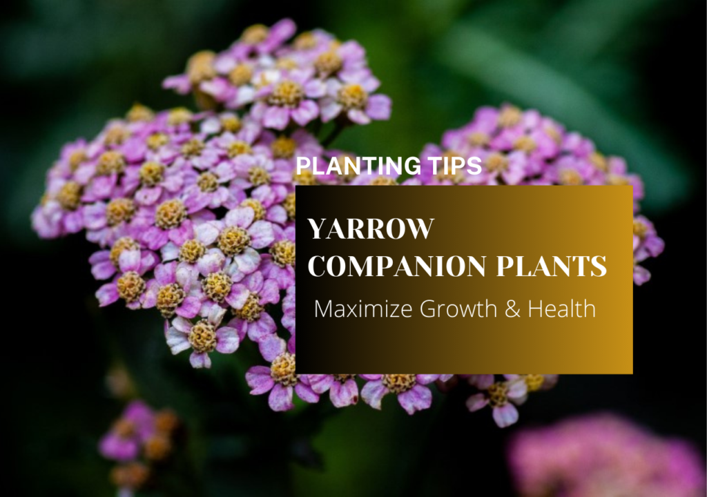 YARROW COMPANION PLANTS Maximize Growth & Health