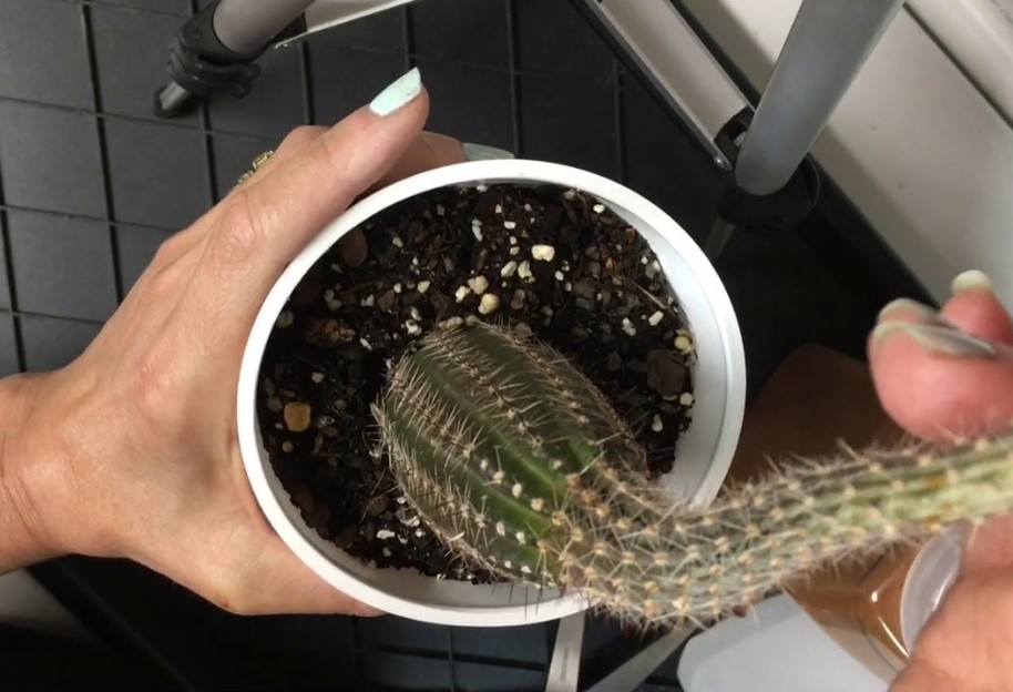 cactus etiolation care