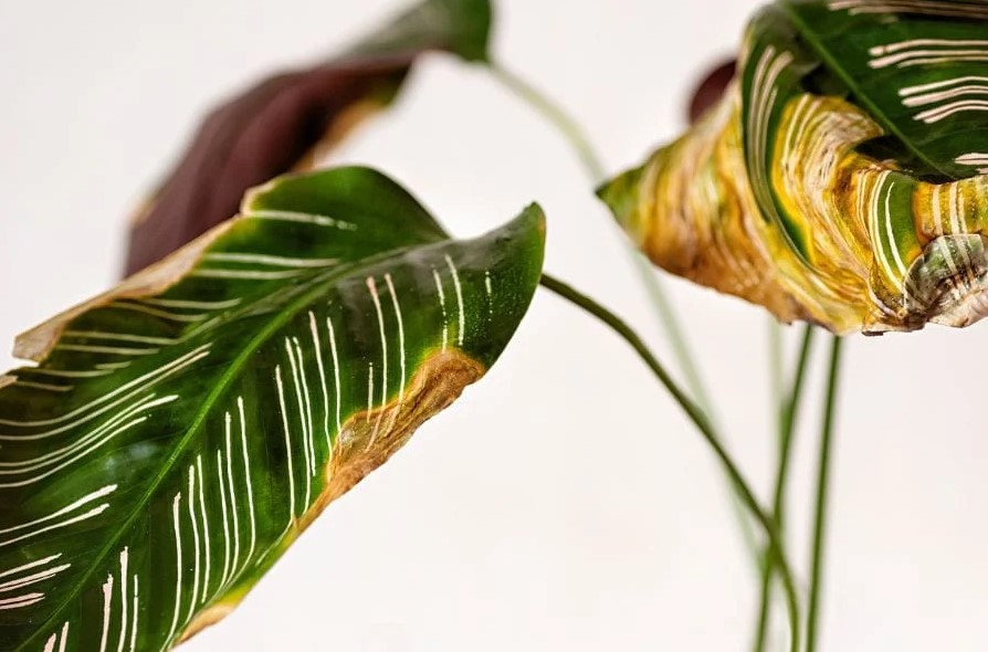 calathea yellow leaves 1