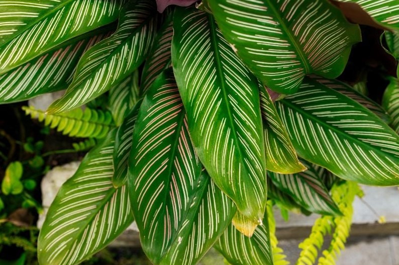 calathea yellow leaves 2