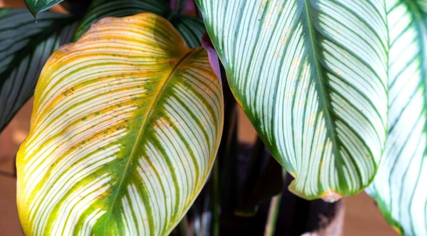 calathea yellow leaves 3