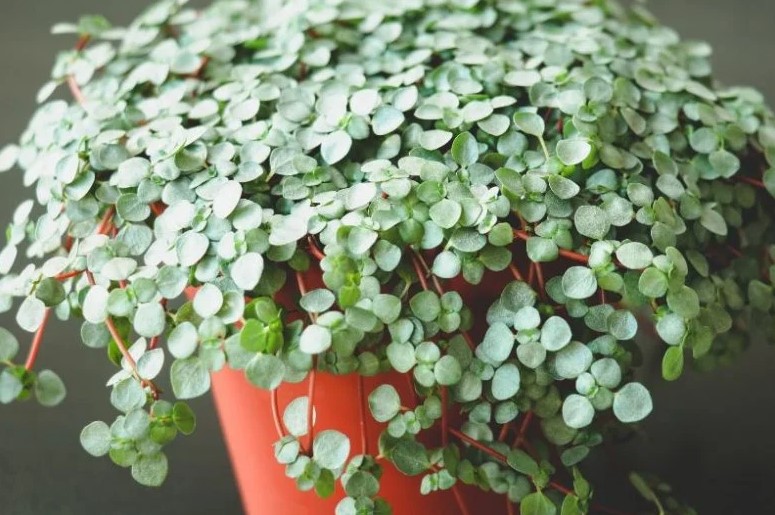 pilea glauca mystifall