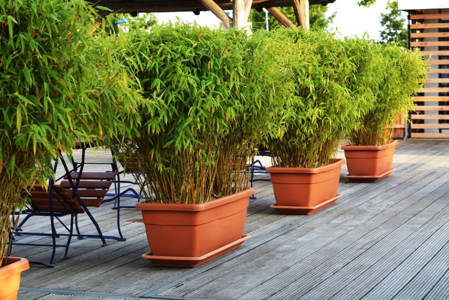 tall potted plants for patio privacy bamboo