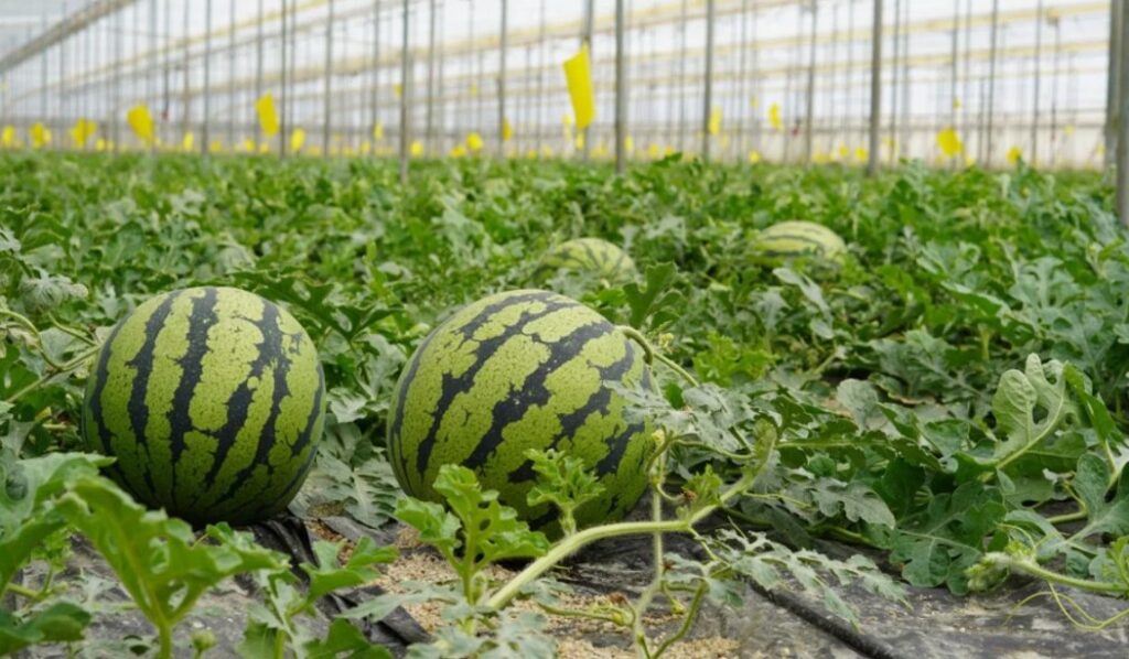 watermelons plant fact