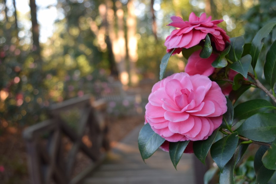 winter flowers in georgia Camellias