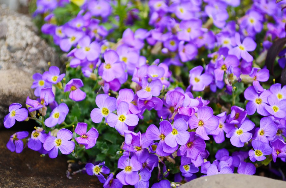 winter flowers in georgia Violets