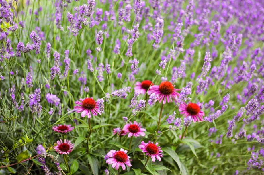 yarrow companin plants