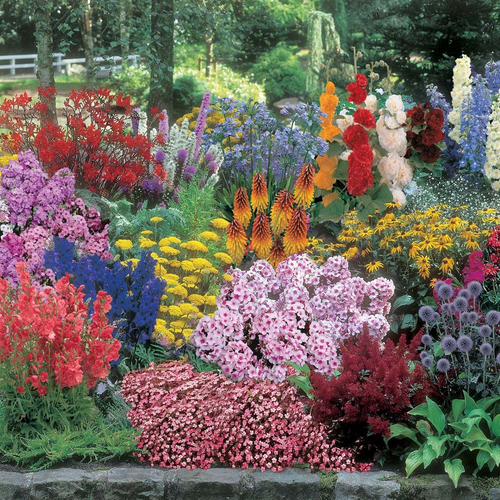 Hardy Perennials: The Garden Gifts That Keep on Giving