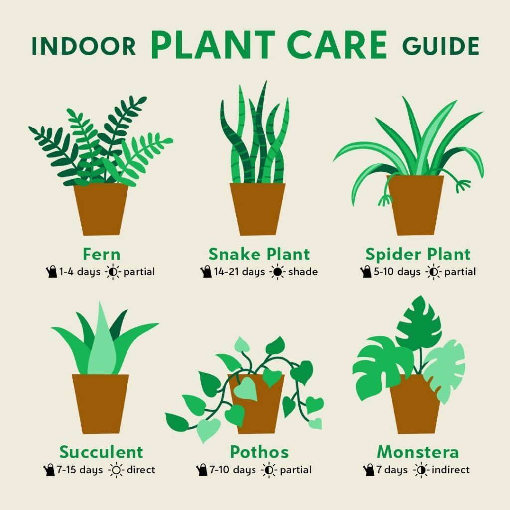 The Ultimate Guide to Indoor Plant Care: Tips for Thriving Houseplants