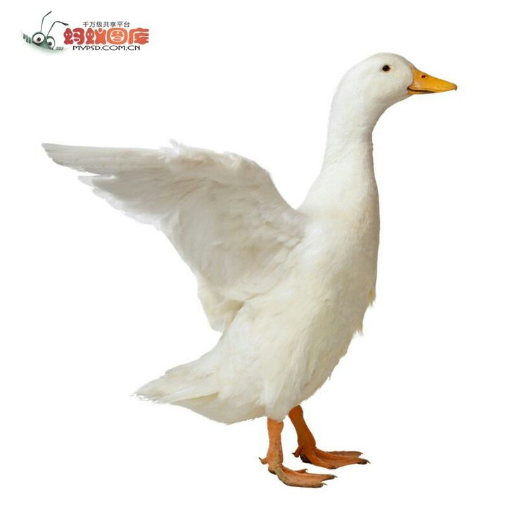 Aflac accident insurance